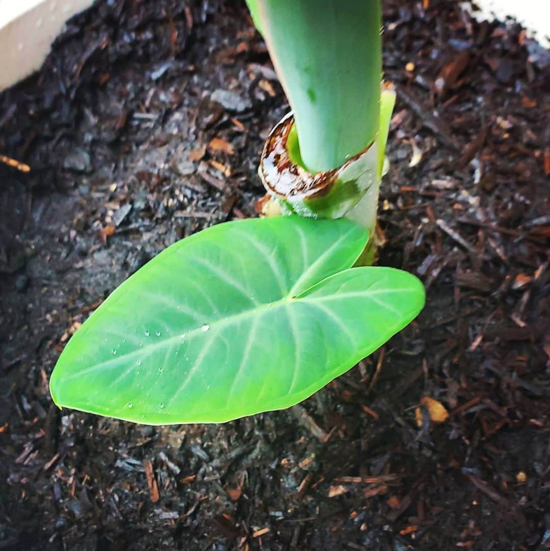 のインスタグラム：「ELEPHANT EAR IS HERE 🐘🐘🐘🐘 #GASOLINEGARDEN #ILOVEGARDENS #GARDENSRULE #GARDENCHURCH #GARDENPARTY #GARDENMAGIC #AVANTGARDEN #GARDENS #GARDENGANGSTER #GARDEN #GRADENLIFE #GARDENER #GARDENTIME  #GARDENING #VEGETABLEGARDEN #FLOWERS #SUCCULENTS  #PLANTS  #CACTUS #AYEARINFLOWERS #ELEPHANTEAR #shadowhills  #THANKYOU #PLANTSOMESHIT  #GROWSOMESHIT  @gasolineglamour  #GASOLINEGLAMOUR @nicksnursery #NICKSNURSERY Colocasia is a genus of flowering plants in the family Araceae, native to southeastern Asia and the Indian subcontinent. Some species are widely cultivated and naturalized in other tropical and subtropical regions.  Scientific name: Colocasia  Higher classification: Arums  Order: Water plantains  Rank: Genus」