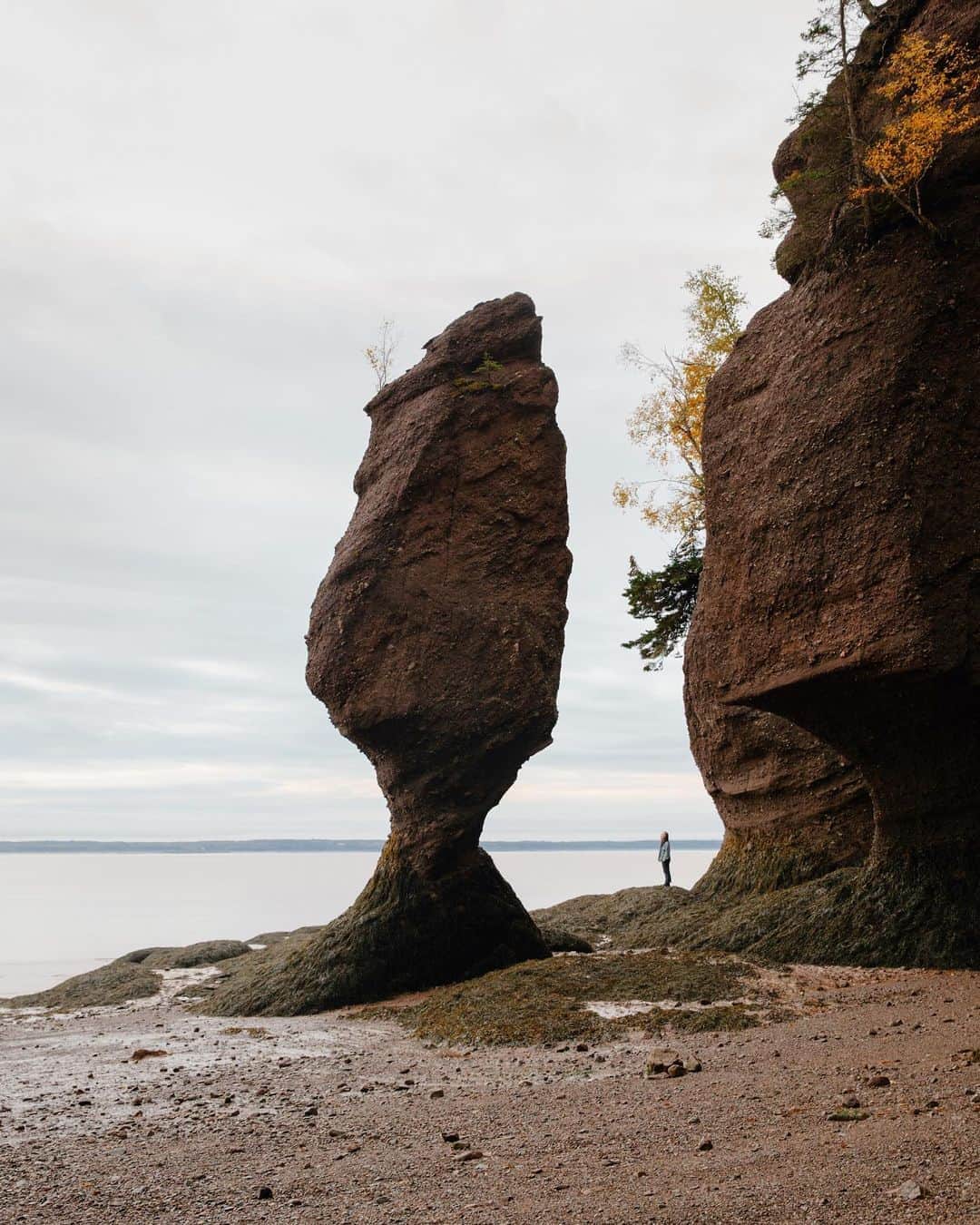 National Geographic Travelさんのインスタグラム写真 - (National Geographic TravelInstagram)「Photos by @MichaelGeorge / I know. This looks like a head. The Flowerpot Rocks are an unusual group of formations in the Bay of Fundy in eastern Canada. They’re advertised as a place where you can walk on the ocean floor. Twice a day these rocks are actually inaccessible, as the tide rises as much as 52 feet (16 meters), one of the largest tidal changes in the world.  My assistant and I arrived first thing in the morning, with the water far out, the seabed exposed, and the rocks standing mostly alone as seagulls greeted the gray sky. The coast of this area is made of sandstone that has slowly been worn away by the tidal cycle over thousands of years, leaving parts of the coastline detached and standing alone like you see here. Nature has continued to grow some lonely trees on the tops of these rocks, giving the illusion that they are giant freestanding flowerpots. One of the beautiful parts of the daily tides is that every six hours the ocean comes in and washes away every footprint and trace that people were ever here before.  For more photos and writing from my travels, follow along @MichaelGeorge. #bayoffundy #flowerpotrocks #canada #newbrunswick #tides」9月26日 1時23分 - natgeotravel
