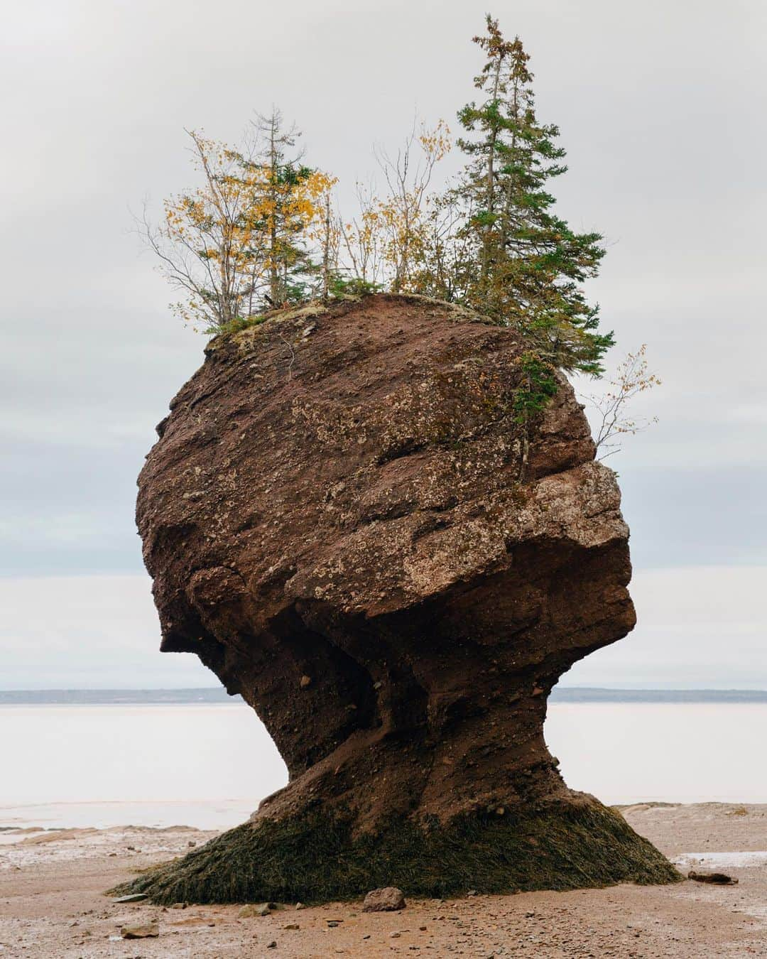 National Geographic Travelさんのインスタグラム写真 - (National Geographic TravelInstagram)「Photos by @MichaelGeorge / I know. This looks like a head. The Flowerpot Rocks are an unusual group of formations in the Bay of Fundy in eastern Canada. They’re advertised as a place where you can walk on the ocean floor. Twice a day these rocks are actually inaccessible, as the tide rises as much as 52 feet (16 meters), one of the largest tidal changes in the world.  My assistant and I arrived first thing in the morning, with the water far out, the seabed exposed, and the rocks standing mostly alone as seagulls greeted the gray sky. The coast of this area is made of sandstone that has slowly been worn away by the tidal cycle over thousands of years, leaving parts of the coastline detached and standing alone like you see here. Nature has continued to grow some lonely trees on the tops of these rocks, giving the illusion that they are giant freestanding flowerpots. One of the beautiful parts of the daily tides is that every six hours the ocean comes in and washes away every footprint and trace that people were ever here before.  For more photos and writing from my travels, follow along @MichaelGeorge. #bayoffundy #flowerpotrocks #canada #newbrunswick #tides」9月26日 1時23分 - natgeotravel