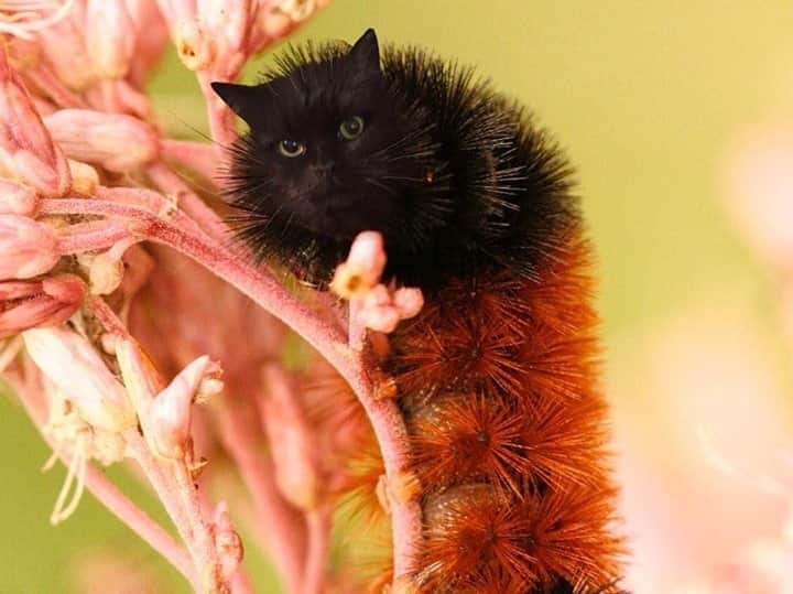 アニマルプラネットさんのインスタグラム写真 - (アニマルプラネットInstagram)「We’ve heard of a caterpillar, but a CATerpillar is something else! What name would you give to this animal "hybrid"? Image courtesy of @chriscolfer. #freakyfriday #pictureoftheday . . . . . . . . #dog #cat #caterpillar #fly #snail #weird #animalplanet #photoshop #chriscolfer #glee #animalhybrids #photosoftheday」9月26日 1時24分 - animalplanet