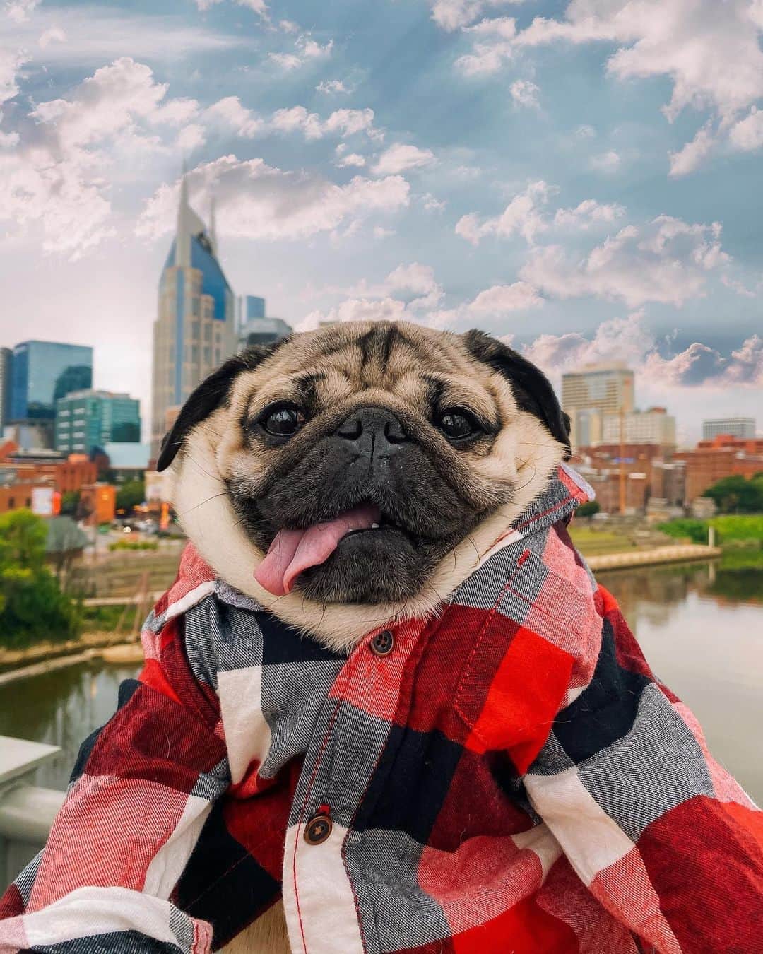 itsdougthepugさんのインスタグラム写真 - (itsdougthepugInstagram)「“Where are all my followers from?” -Doug • I’m from Nashville! Comment below where u live, I miss traveling and seeing all my friends 😩❤️」9月26日 1時38分 - itsdougthepug