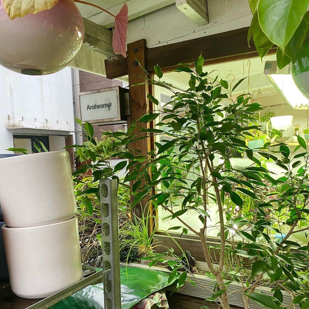 ループウィラーのグルメインスタ