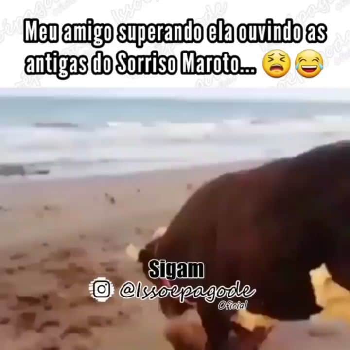 Sorriso Marotoのインスタグラム：「Marca aí o amigo que tá arrastando o chifre por aí 😂😂 (via @issoepagodeoficial) #memesbrasil #meme」