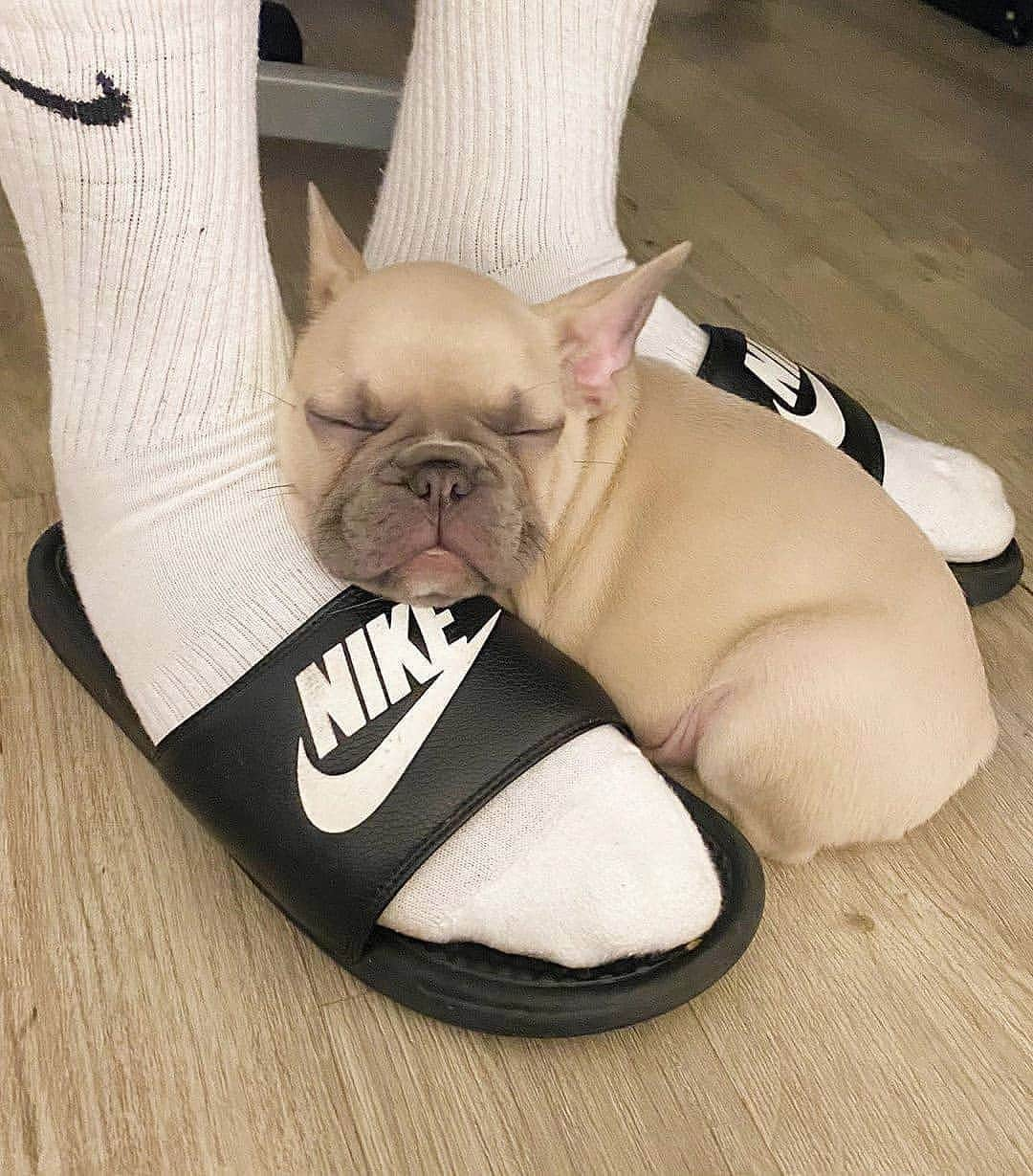 French Bulldogさんのインスタグラム写真 - (French BulldogInstagram)「Cozy 😊 @topdogwilly . . . . . #frenchie #frenchies #frenchies1 #frenchiepuppy #frenchiesofinstagram #frenchbulldog #frenchbulldogs #frenchbulldogpuppy #frenchbulldogsofinstagram #fralla #fransebulldog #franskbulldog #französischebulldogge #flatnosedogsociety #bulldogfrances #bouledogue #bouledoguefrancais #batpig #buhi #frogdog #squishyface #squishyfacecrew #redfawn #フレンチブルドッグ #フレンチブルドッグ #フレブル #ワンコ」9月26日 2時04分 - frenchie.world