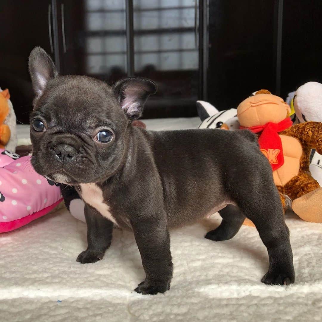Regeneratti&Oliveira Kennelのインスタグラム：「How cute 🥰 #frenchie #cutepuppy #frenchies1 #cute #bulldoguefrances #puppy #socute」