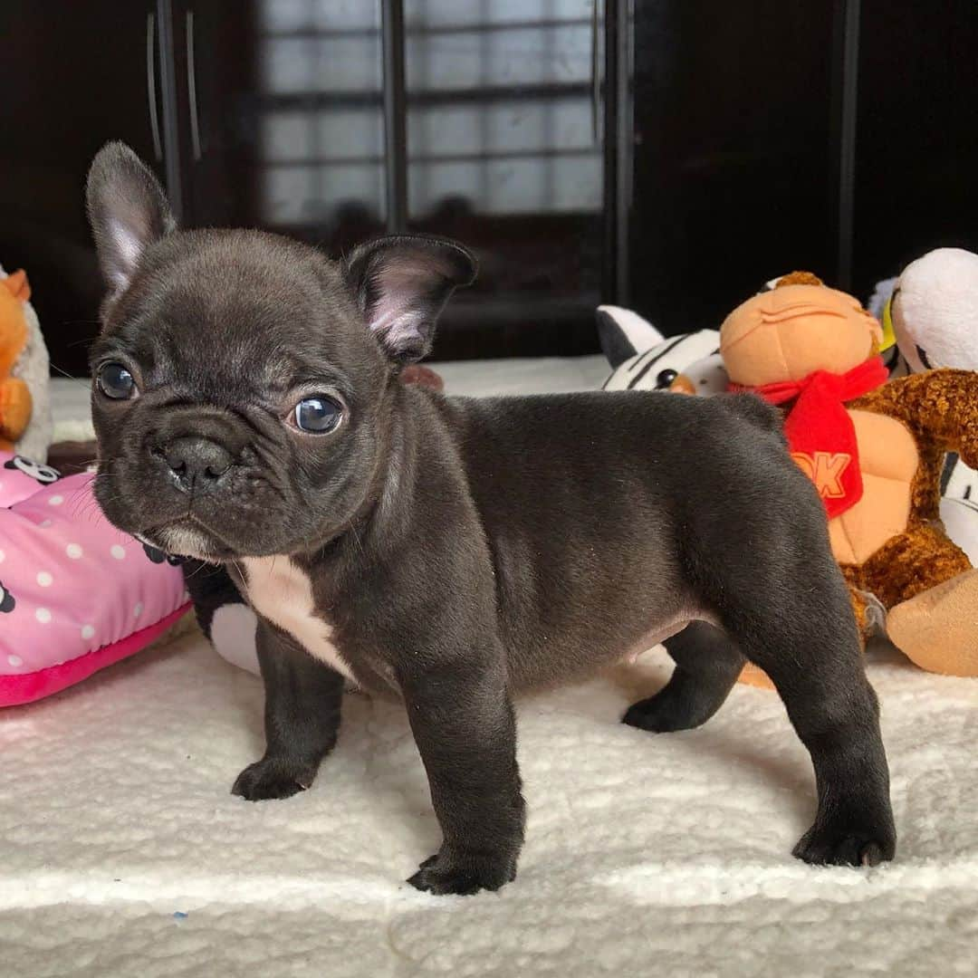 Regeneratti&Oliveira Kennelさんのインスタグラム写真 - (Regeneratti&Oliveira KennelInstagram)「How cute 🥰 #frenchie #cutepuppy #frenchies1 #cute #bulldoguefrances #puppy #socute」9月26日 2時57分 - jmarcoz