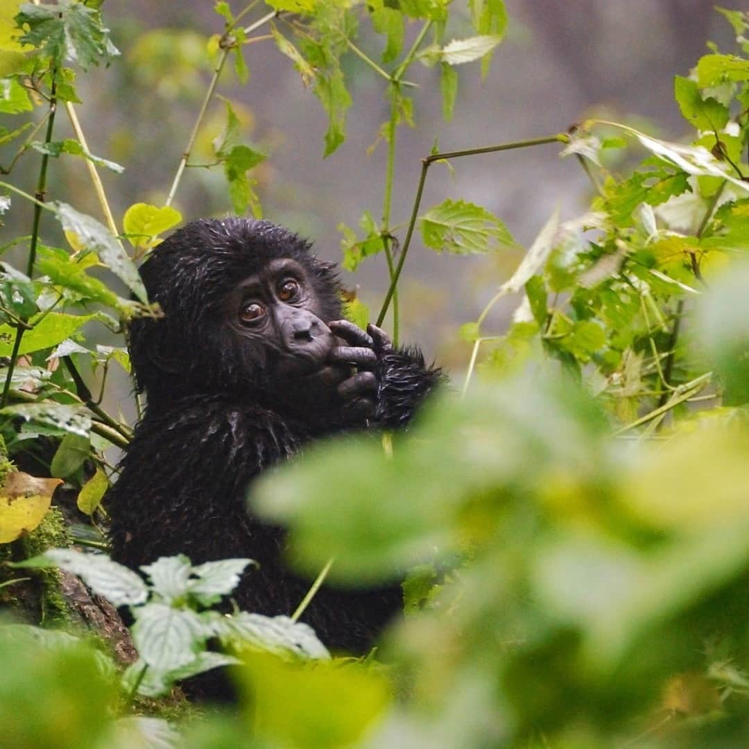 Lonely Planetのインスタグラム：「🦍Did you know that 7 baby gorillas have been born this year in Uganda? There might not be a lot to smile about in 2020 but this news certainly is good to hear. Usually only one or two baby gorillas are born each year according to the Uganda Wildlife Authority.  Tell us in the comments what you think they should name them.  Tap the link in our bio to read all the good news.」