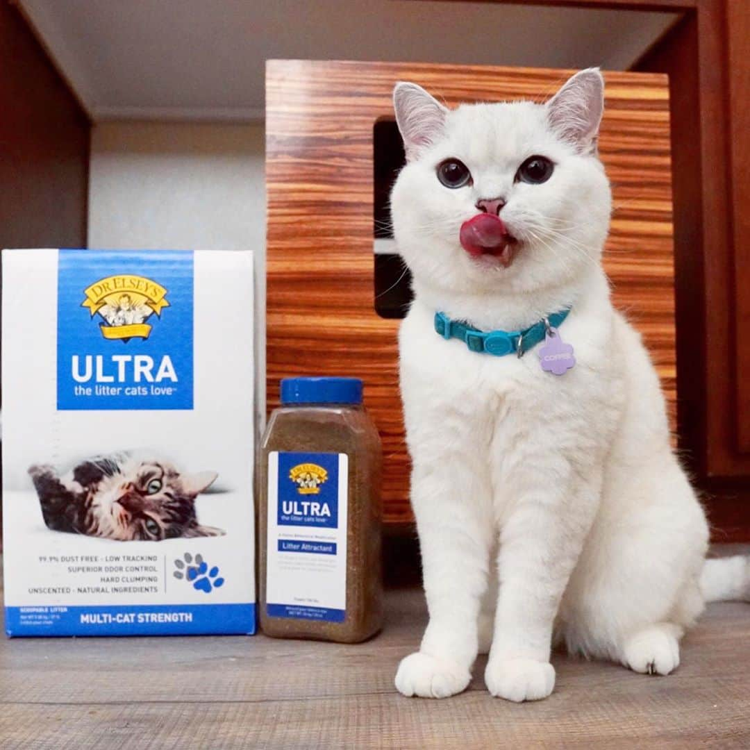 ミスター・ホワイトさんのインスタグラム写真 - (ミスター・ホワイトInstagram)「You are simply the best! @drelseys products are veterinarian formulated, no wonder it’s so good! It’s dust free, keeping my air and fur clean. Mommy loves the way it clumps for easy cleaning and the odor-free experience is something to celebrate! Combine it with Ultra Litter Attractant to resolve litter box is issues. Link in bio to learn more! #DrElseys #ad」9月26日 4時31分 - white_coffee_cat