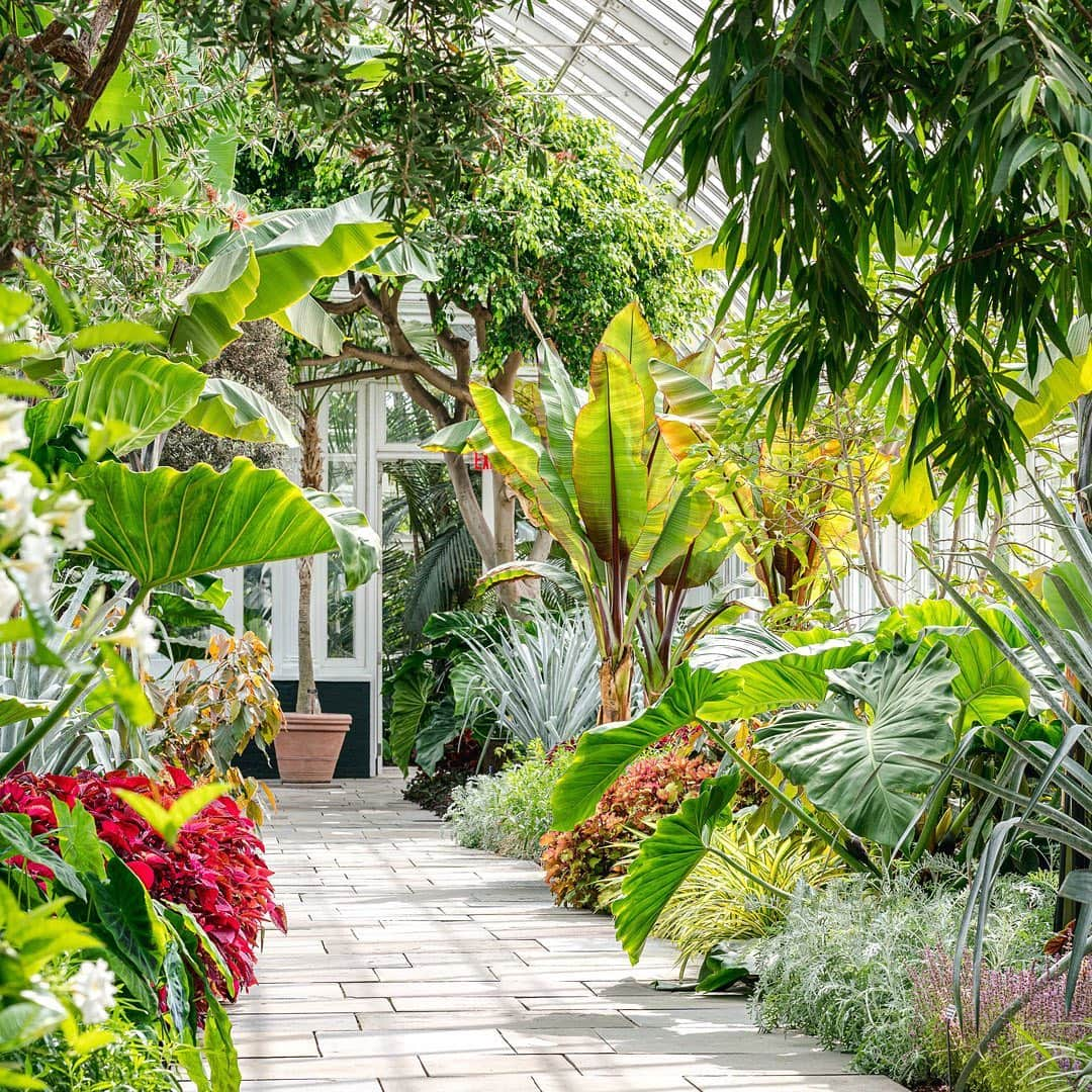 ニューヨーク植物園さんのインスタグラム写真 - (ニューヨーク植物園Instagram)「With the Enid A. Haupt Conservatory reopened to the public, make a weekend trip to rediscover our botanical escape in New York City. . From aquatic plants and vines to lush tropical rain forests, cactus-filled deserts, and more, the collections of the Haupt Conservatory—along with its newly restored palm dome—are once again open for everyone to enjoy. Hit the link in our bio to learn more about our new safety measures, and tell us what you're most looking forward to seeing! . #Tibouchina urvilleana #plantlove #allinnyc」9月26日 4時53分 - nybg