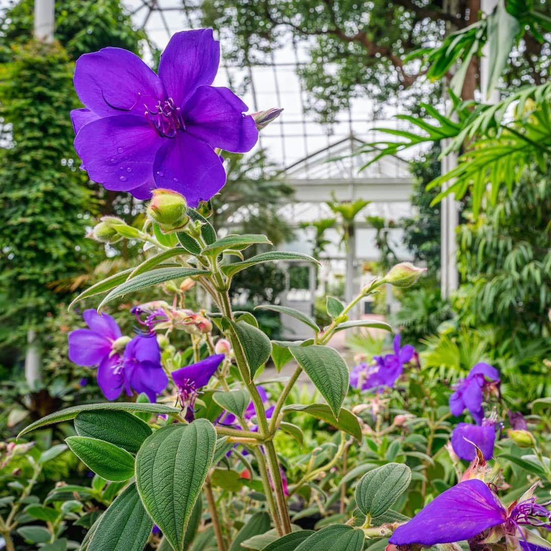 ニューヨーク植物園さんのインスタグラム写真 - (ニューヨーク植物園Instagram)「With the Enid A. Haupt Conservatory reopened to the public, make a weekend trip to rediscover our botanical escape in New York City. . From aquatic plants and vines to lush tropical rain forests, cactus-filled deserts, and more, the collections of the Haupt Conservatory—along with its newly restored palm dome—are once again open for everyone to enjoy. Hit the link in our bio to learn more about our new safety measures, and tell us what you're most looking forward to seeing! . #Tibouchina urvilleana #plantlove #allinnyc」9月26日 4時53分 - nybg