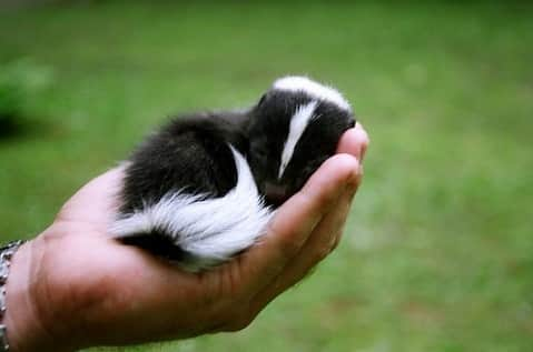 Baby Animalsさんのインスタグラム写真 - (Baby AnimalsInstagram)「Baby skunk needs a nap! 😴」9月26日 5時08分 - thebabyanimals