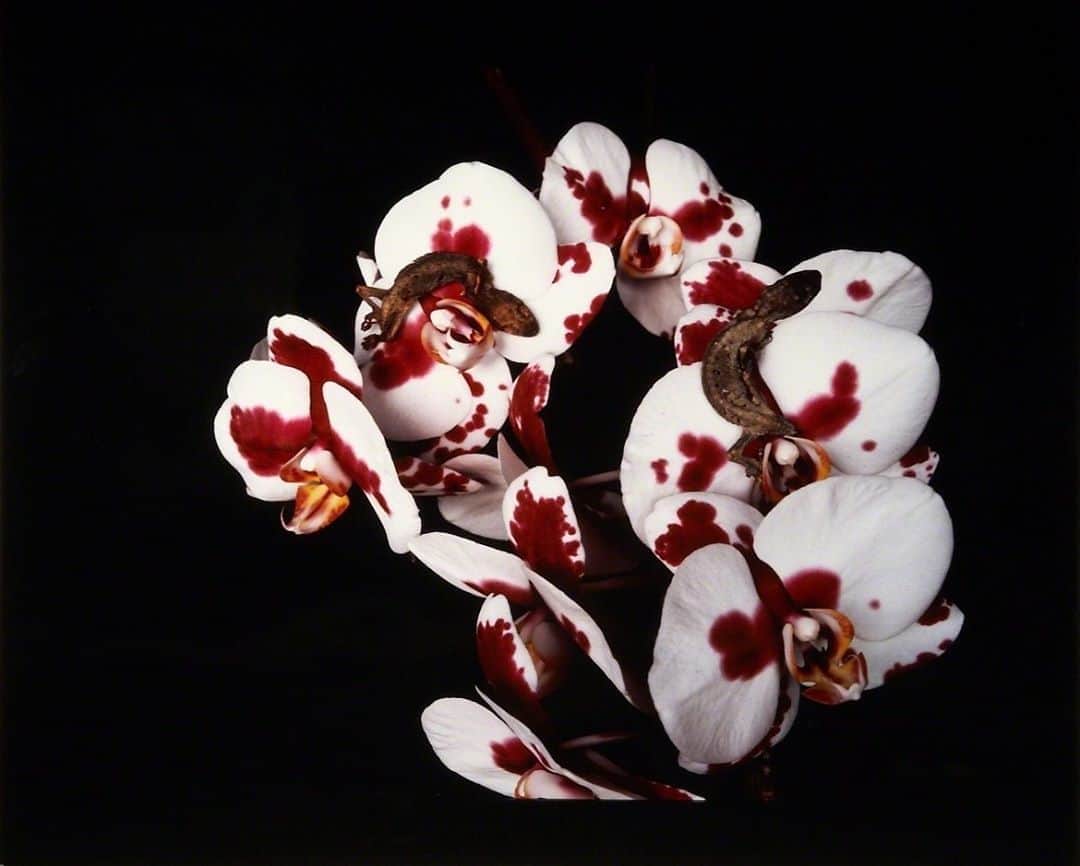 AnOther Magazineさんのインスタグラム写真 - (AnOther MagazineInstagram)「#FridayFlowers – moody blooms by Japanese photographer Nobuyoshi Araki 🥀⁠⠀ ⁠⠀ Explore more of Araki’s photography at the link in our bio 📲⁠⠀」9月26日 5時21分 - anothermagazine