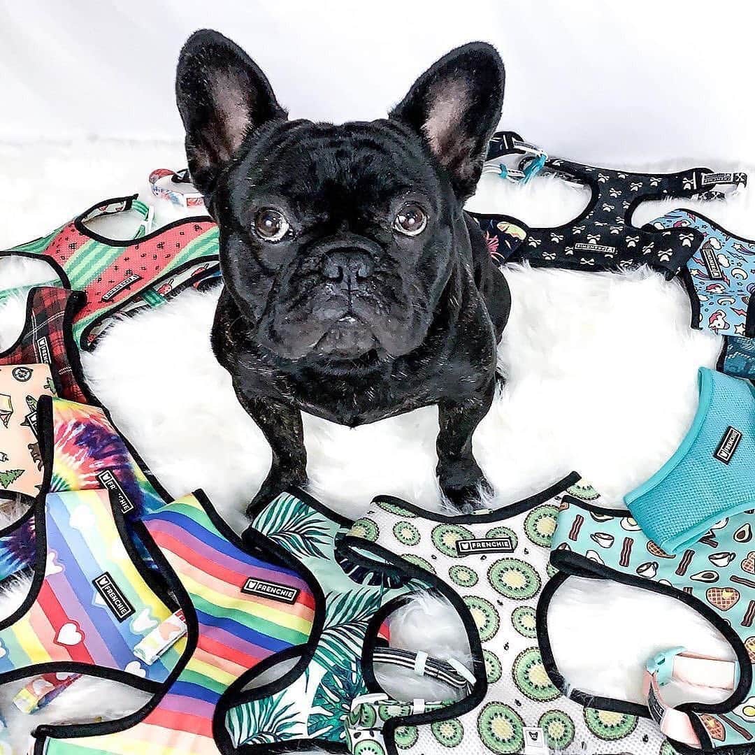 Regeneratti&Oliveira Kennelさんのインスタグラム写真 - (Regeneratti&Oliveira KennelInstagram)「Sometimes it’s hard to choose what to wear.  @ollie.bear.the.frenchie  #OOTD • •  Shop  @frenchie_bulldog ⚡️THE COOLEST⚡️ swag for your pup! 🎁 Get 10% off  with code jmarcoz10 • • • • #TheFitIsFrenchie #frenchiepetsupply #dogfashion  #frenchiesociety #frenchielove  #dailyfrenchie #frenchies  #frenchies1  #frenchbulldog  #batpig #frenchielove  #frenchbulldogs  #frenchiesoverload #dogsofinstagram #bulldog #frenchie #weeklyfluff #bulldogsofinstagram #frogdog #boopmynose」9月26日 5時15分 - jmarcoz