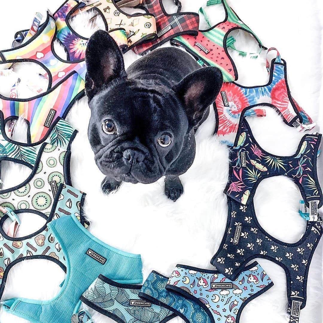 Regeneratti&Oliveira Kennelのインスタグラム：「Sometimes it’s hard to choose what to wear.  @ollie.bear.the.frenchie  #OOTD • •  Shop  @frenchie_bulldog ⚡️THE COOLEST⚡️ swag for your pup! 🎁 Get 10% off  with code jmarcoz10 • • • • #TheFitIsFrenchie #frenchiepetsupply #dogfashion  #frenchiesociety #frenchielove  #dailyfrenchie #frenchies  #frenchies1  #frenchbulldog  #batpig #frenchielove  #frenchbulldogs  #frenchiesoverload #dogsofinstagram #bulldog #frenchie #weeklyfluff #bulldogsofinstagram #frogdog #boopmynose」