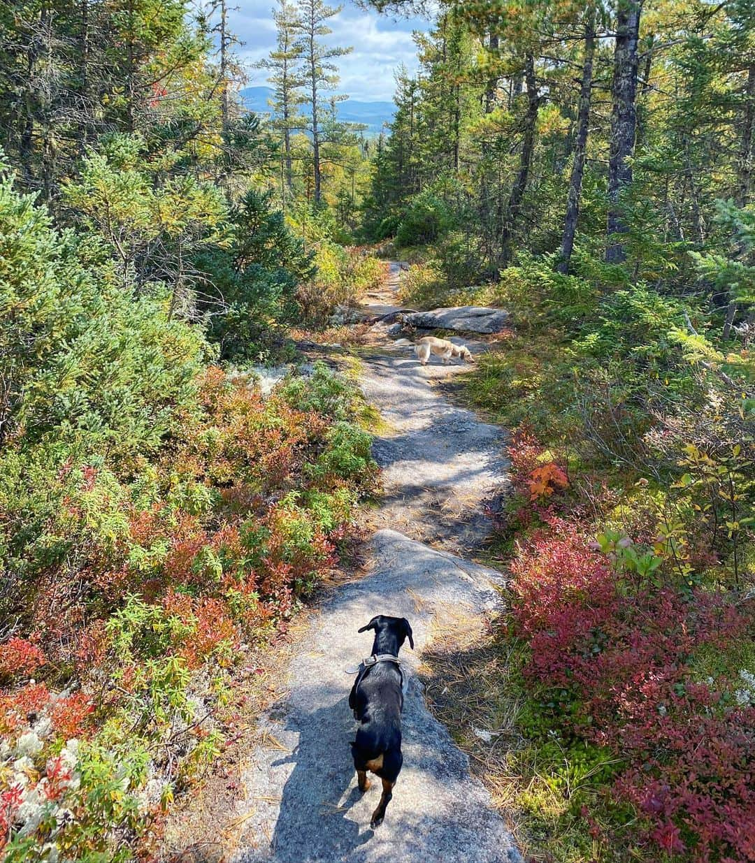 Crusoe the Celebrity Dachshundさんのインスタグラム写真 - (Crusoe the Celebrity DachshundInstagram)「“Not being able to travel lately, we’ve done a lot more exploring around home, and gotta say, sometimes home is the most beautiful place of all..❤️🍁” ~ Crusoe」9月26日 5時28分 - crusoe_dachshund