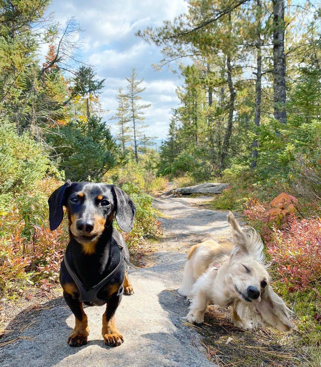 Crusoe the Celebrity Dachshundのインスタグラム：「“Not being able to travel lately, we’ve done a lot more exploring around home, and gotta say, sometimes home is the most beautiful place of all..❤️🍁” ~ Crusoe」