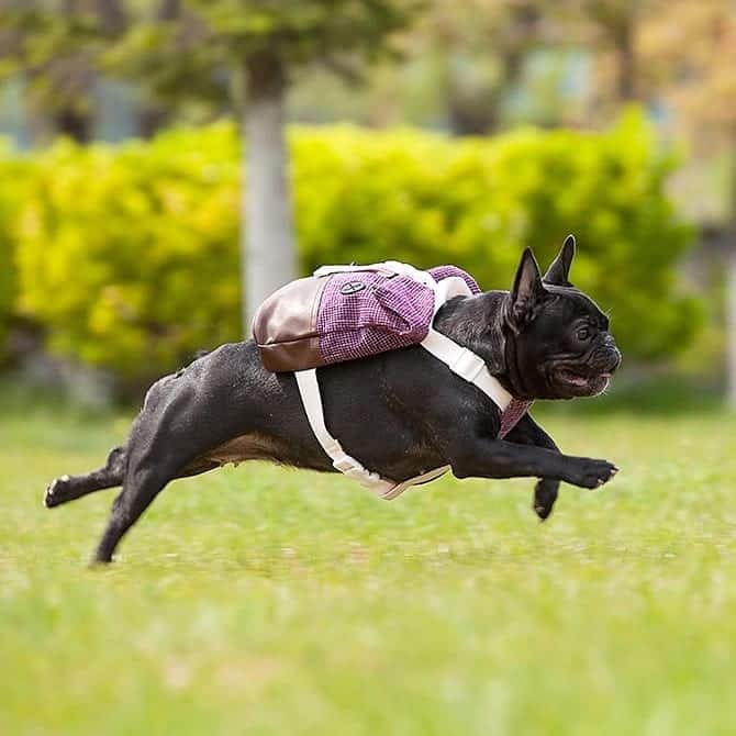 French Bulldogさんのインスタグラム写真 - (French BulldogInstagram)「💥NEW IN SHOP💥 Outdoor Backpack French Bulldog Harness by @frenchie.world 🎒 ... Make sure your Frenchie packed everything he’ll need when going to strolls by using our Outdoor Backpack French Bulldog Harness. . . . . . #frenchie #frenchies #frenchieworld #frenchiepuppy #frenchiesofinstagram #frenchbulldog #frenchbulldogs #frenchbulldogpuppy #frenchbulldogsofinstagram #fralla #fransebulldog #franskbulldog #französischebulldogge #flatnosedogsociety #bulldogfrances #bouledogue #bouledoguefrancais #batpig #buhi #frogdog #squishyface #squishyfacecrew #redfawn #フレンチブルドッグ #フレンチブルドッグ #フレブル #ワンコ」9月26日 5時40分 - frenchie.world