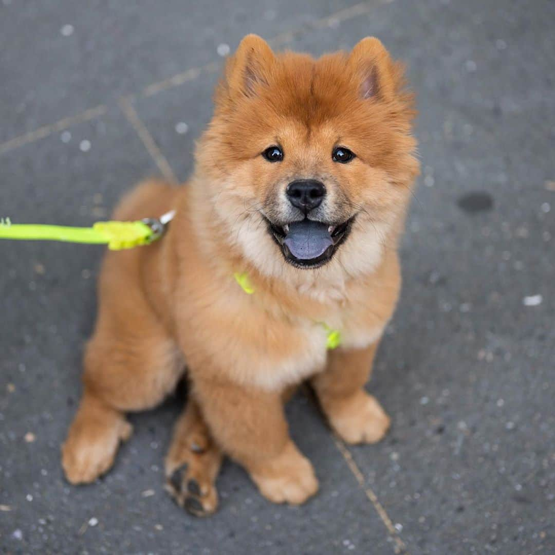 The Dogistさんのインスタグラム写真 - (The DogistInstagram)「Gwen, Chow Chow (5 m/o), 8th & 5th Ave., New York, NY • “She made more money than me last month, modeling.”」9月26日 5時49分 - thedogist