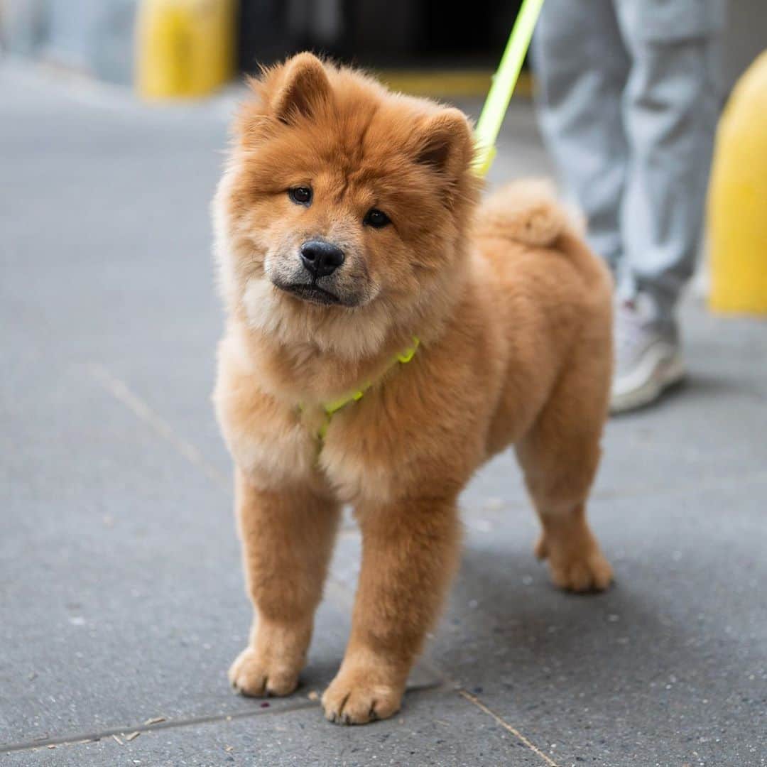 The Dogistさんのインスタグラム写真 - (The DogistInstagram)「Gwen, Chow Chow (5 m/o), 8th & 5th Ave., New York, NY • “She made more money than me last month, modeling.”」9月26日 5時49分 - thedogist