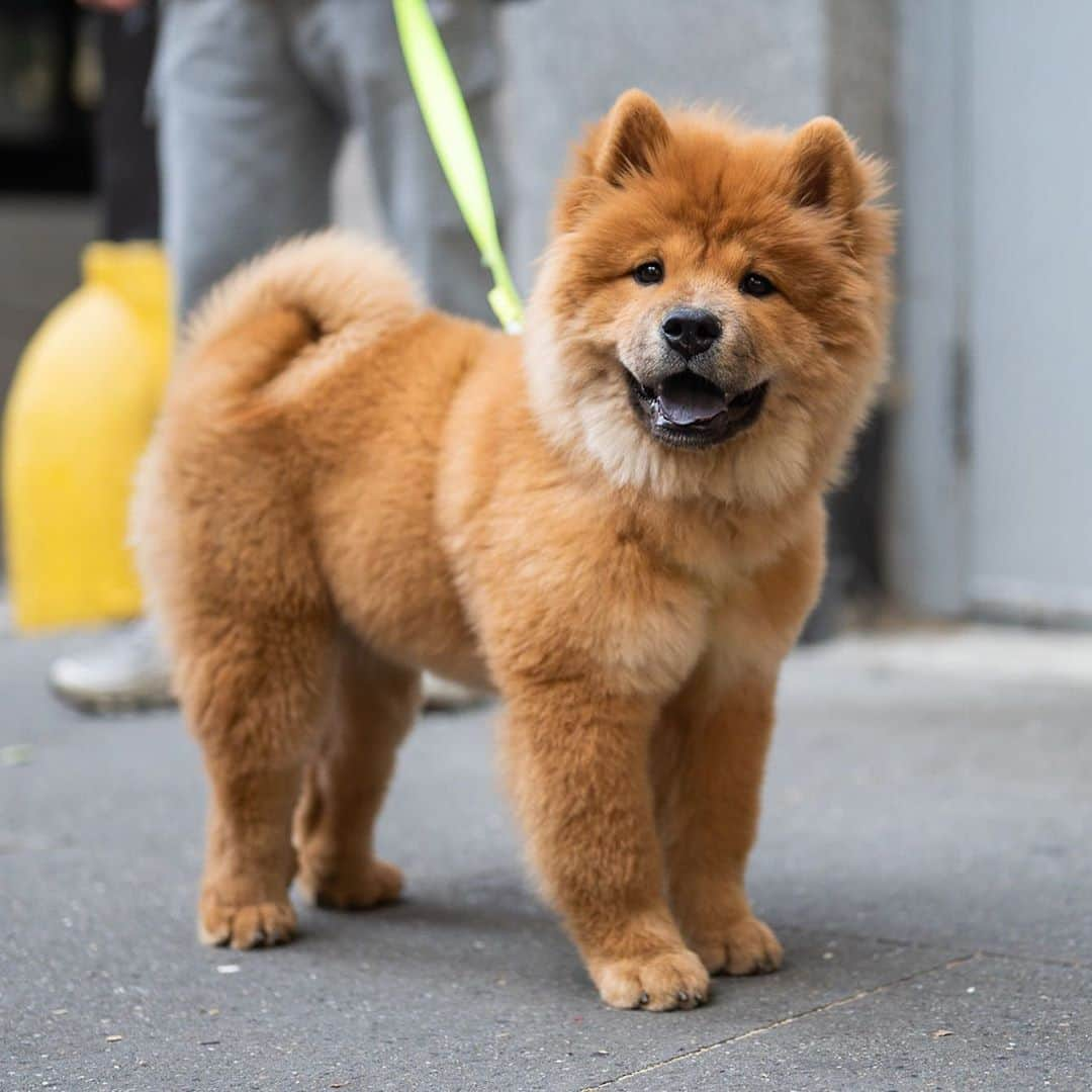 The Dogistさんのインスタグラム写真 - (The DogistInstagram)「Gwen, Chow Chow (5 m/o), 8th & 5th Ave., New York, NY • “She made more money than me last month, modeling.”」9月26日 5時49分 - thedogist