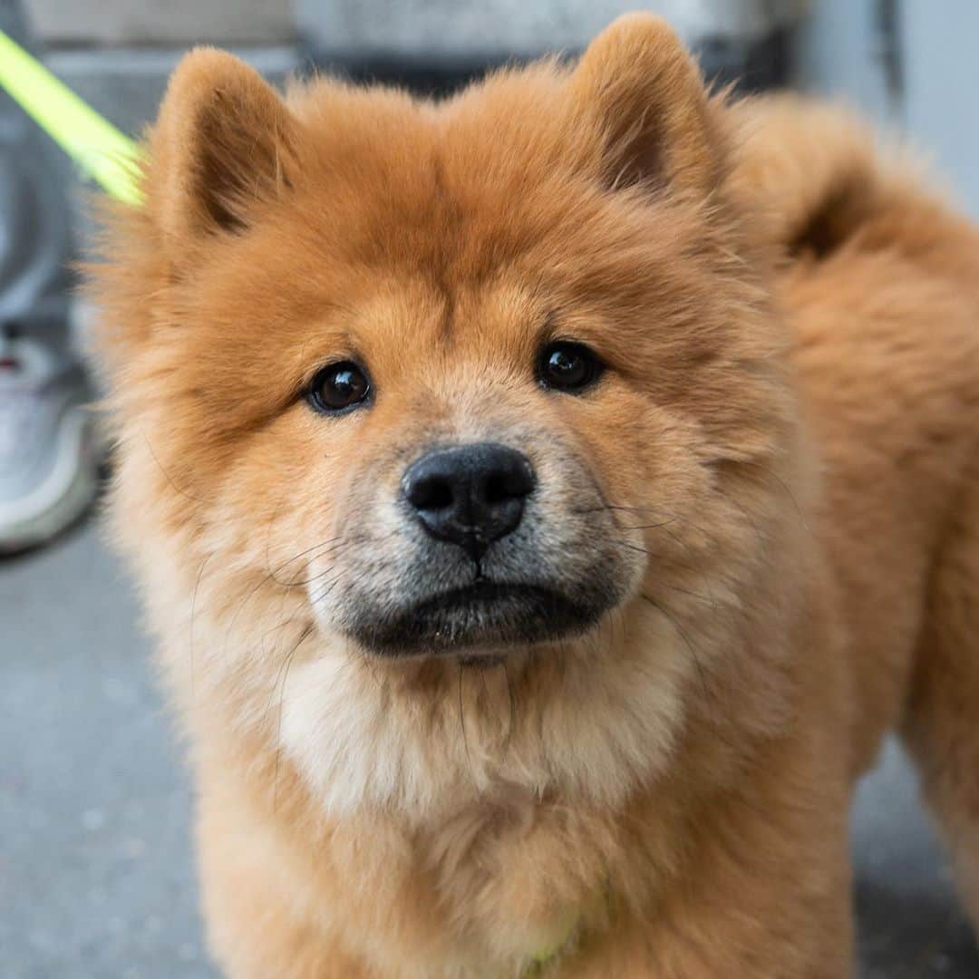 The Dogistさんのインスタグラム写真 - (The DogistInstagram)「Gwen, Chow Chow (5 m/o), 8th & 5th Ave., New York, NY • “She made more money than me last month, modeling.”」9月26日 5時49分 - thedogist