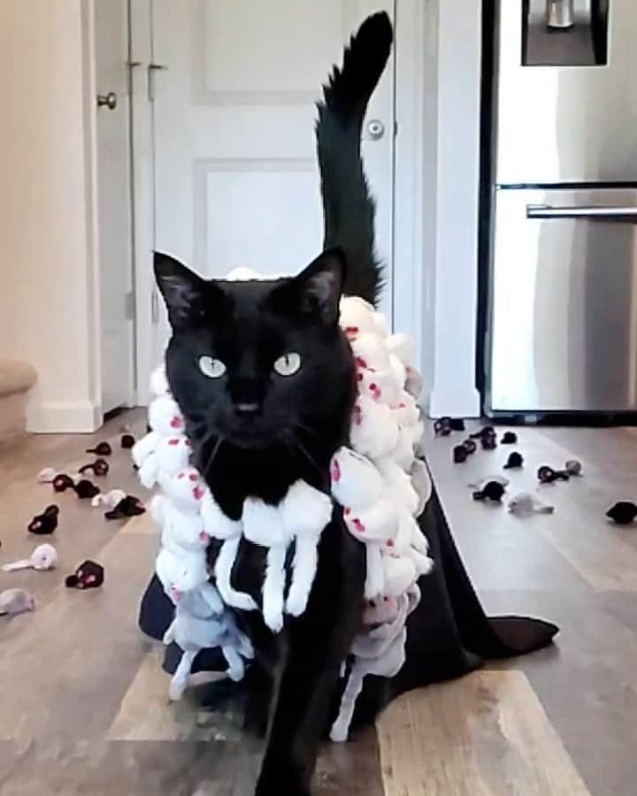 のインスタグラム：「On today’s #WeeklyFluff, Rover (@rover_thecat), an independent and graceful domestic shorthair rescue cat, shows off his meow-deling talents and his determined catwalk stomp.⁣ ⁣ Videos by @rover_thecat」