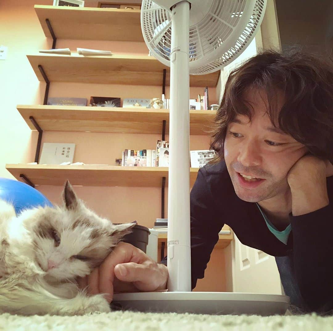のインスタグラム：「あれれ？夫が可愛がろうとすると逃げていたフランが逃げない❗️遂に心を打ち明けたのかな❓もしかしたら、大阪出張で実は少し寂しかったとか❓夫が出張中は、ブーとフランと3人で寝たりして独身時代の構成になり、フランものびのびしていたと思ったけど。🐈この調子で超絶シャイを克服してほしい。😆 #ラグドール」