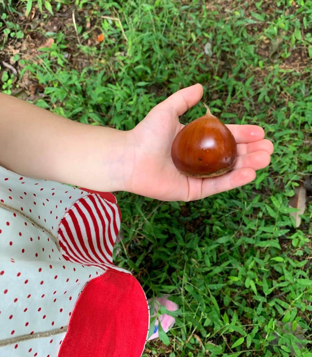 池辺愛さんのインスタグラム写真 - (池辺愛Instagram)「秋みっけ✨🌰✨ 旦那の友人宅のお庭で栗拾いをさせてもらって娘は大コーフン😆 そのおうちでつくった栗の甘露煮を頂き美味しくてわたし大コーフン😆 ・ 写真4枚目にうつっているのは、そこのお庭で採れた紫蘇で作ったジュース☺️ ・ 長野の山奥のおうち。 自然に囲まれた生活でたまにお邪魔するとすごく素敵だなって思う🥰 コロナによって生活を変えなくちゃいけないことも特になかったそうです☺️ もちろん苦労もたくさんあるんでしょうけどね。 ・ ・ ・ #栗 #栗拾い #栗の甘露煮 #長野 #松代焼 #秋みっけ」9月26日 17時04分 - aiikebe