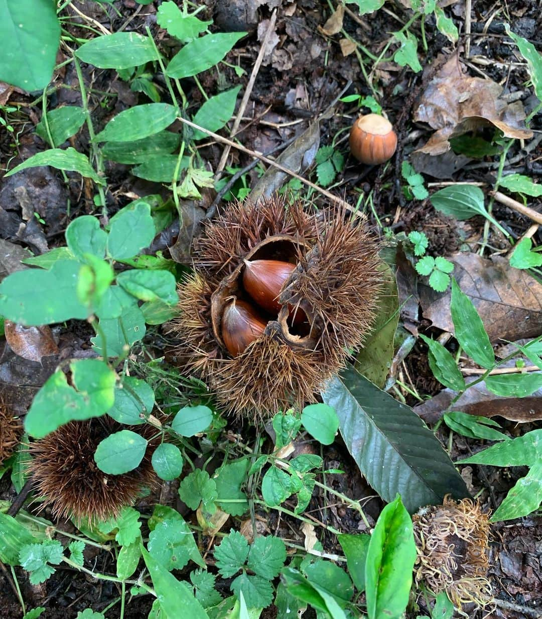 池辺愛さんのインスタグラム写真 - (池辺愛Instagram)「秋みっけ✨🌰✨ 旦那の友人宅のお庭で栗拾いをさせてもらって娘は大コーフン😆 そのおうちでつくった栗の甘露煮を頂き美味しくてわたし大コーフン😆 ・ 写真4枚目にうつっているのは、そこのお庭で採れた紫蘇で作ったジュース☺️ ・ 長野の山奥のおうち。 自然に囲まれた生活でたまにお邪魔するとすごく素敵だなって思う🥰 コロナによって生活を変えなくちゃいけないことも特になかったそうです☺️ もちろん苦労もたくさんあるんでしょうけどね。 ・ ・ ・ #栗 #栗拾い #栗の甘露煮 #長野 #松代焼 #秋みっけ」9月26日 17時04分 - aiikebe