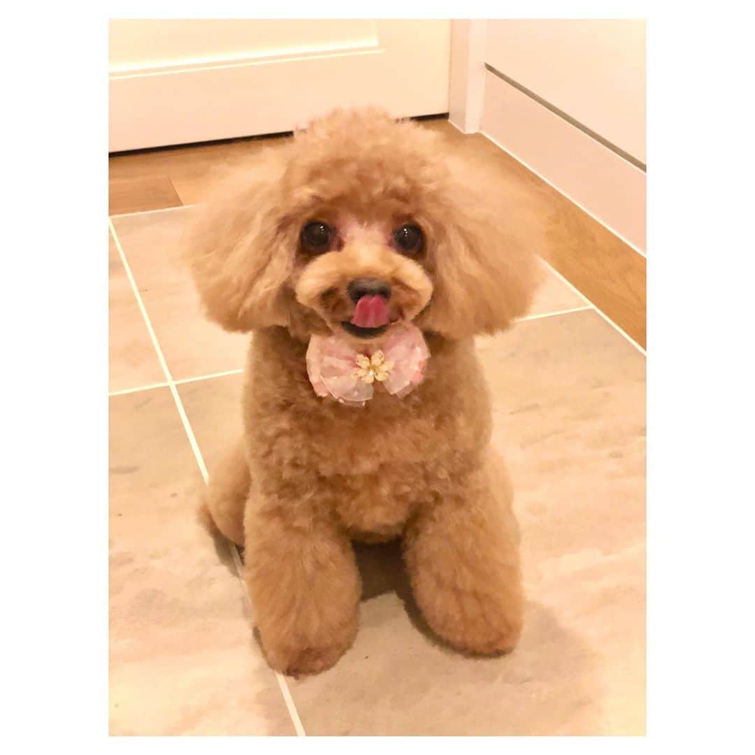 のインスタグラム：「良い瞬間が撮れた😝💓笑 涼しくなってきたのでもこもこヘア目指していきます🐶  #トイプードル #トイプー #toypoodle #dog #dogstagram #いぬすたぐらむ #いぬバカ部 #ふわふわ #もふもふ #ふわもこ #ふわもこ部 #犬のいる暮らし #舌ペロ」