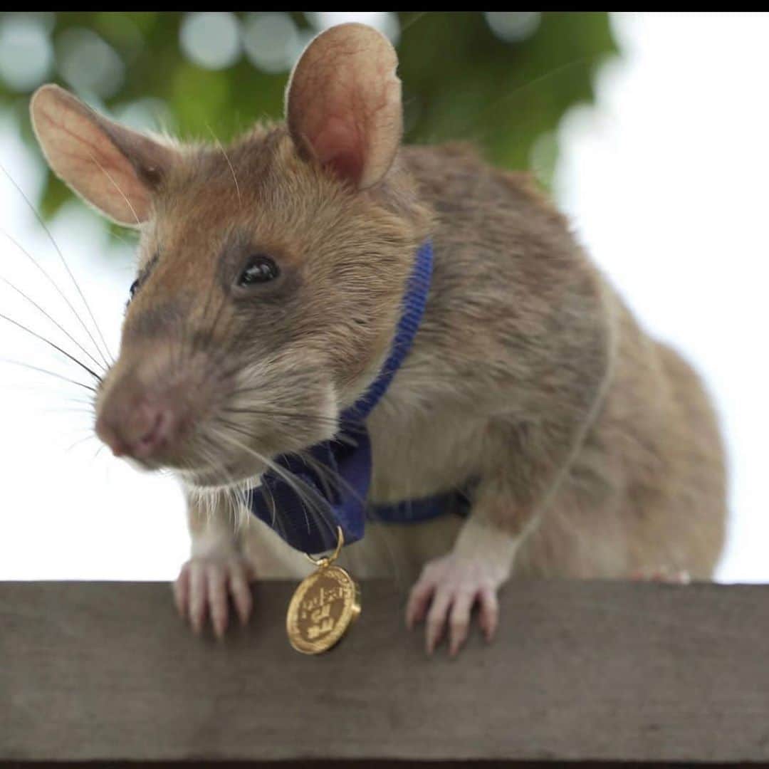 レナ・ヘディのインスタグラム：「Also, Magawa, this is he ☝️ just won a gold medal for being a  brave Mother Fucka ... I believe anything is possible. Be like Magawa do something deemed impossible, be the change. VOTE  #randomactsofratness」