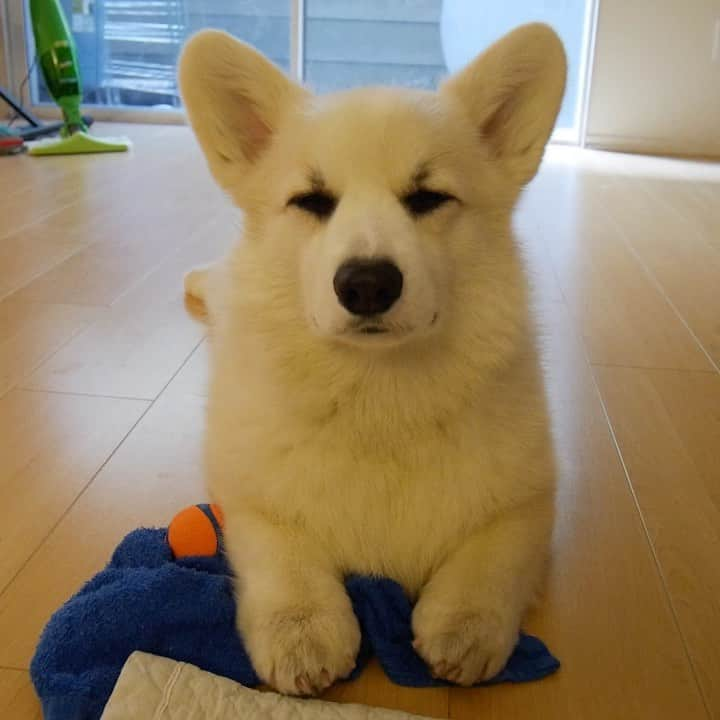 Winston the White Corgiのインスタグラム