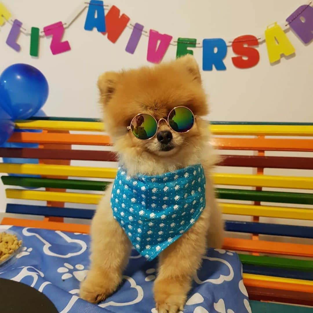 エリカ・ミランダのインスタグラム：「Amor da vida da mamãe❤️ Feliz aniversário meu libriano mais safadinho desse mundo! Mamãe te ama demais❤️🦊 Obrigado @marcelalovedogs por todo amor e carinho de sempre com meu peludinho🙏🏾😍」