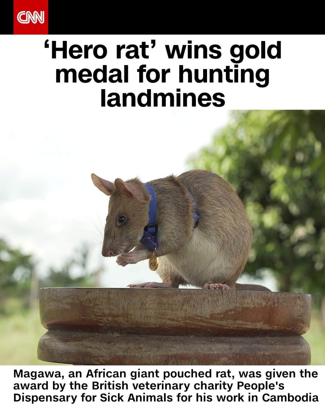 CNNさんのインスタグラム写真 - (CNNInstagram)「Magawa, an African giant pouched rat, received a gold medal for his life-saving work detecting undetonated landmines in Cambodia. In seven years, he has discovered 39 landmines and 28 items of unexploded ordnance, helping clear nearly 35 acres of land, according to the UK charity People's Dispensary for Sick Animals — making him the charity's best performing rat.⁠ (📸: PDSA)⁠」9月26日 9時01分 - cnn