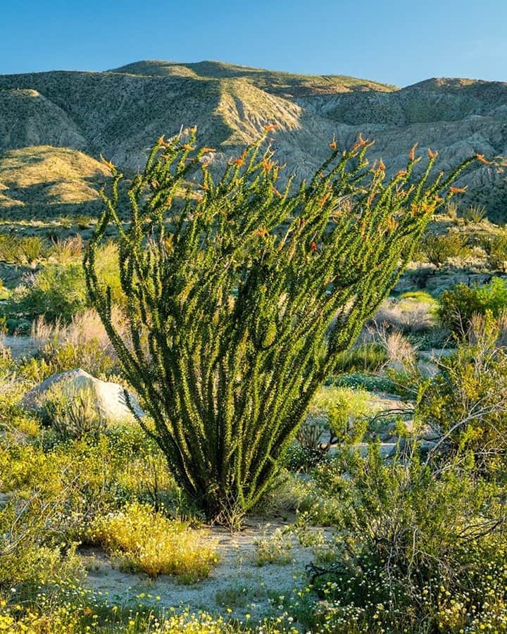 National Geographic Travelさんのインスタグラム写真 - (National Geographic TravelInstagram)「Photo by @stephen_matera / An ocotillo plant blooms in spring in Anza-Borrego Desert State Park, California. The ocotillo is often mistakenly called a cactus, but it is not a true cactus. Ocotillos are indigenous to the Sonoran Desert and Chihuahuan Desert in the southwestern United States. Follow me @stephen_matera for more images like this from California and around the world. #ocotillo #desert #anzaborrego」9月26日 9時05分 - natgeotravel