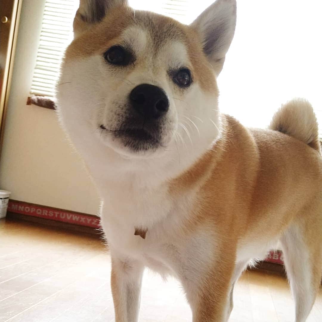 柴犬⭐️サスケのインスタグラム：「おはわん #柴北会 #柴犬#赤柴#犬ら部 #ふわもこ部#わんだフォ #pecoいぬ部 #北海道茶助#shibasnap #shibagram #shibastagram #🐶#🐶📷」