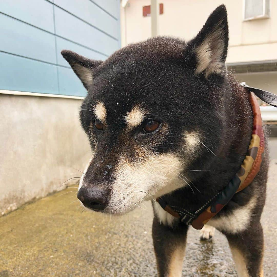 小川博永さんのインスタグラム写真 - (小川博永Instagram)「寒いし雨だし夏はもうすっかり終わってしまったんだなー。  #濡れまる  #今朝まる #ししまる #dog #dogs #柴犬 #黒柴」9月26日 9時51分 - ogawahironaga