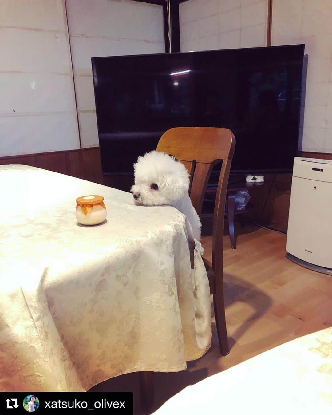 のインスタグラム：「おかーさーん！しらたまがテーブルでご飯待っとるよ🤣 ぷりんおあずけ🤣 #癒しわんこ　#ビションフリーゼ　#しらたま　#♀#カメラ向けてもプリンに夢中🤣  #Repost @xatsuko_olivex with @get_repost ・・・」