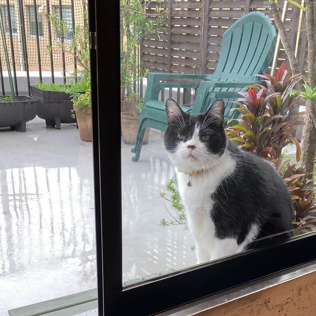 のインスタグラム：「小雨の中、慈悲を乞う作戦 #同情するなら #アレおくれ」