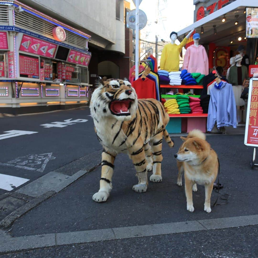 まる（まるたろう）さんのインスタグラム写真 - (まる（まるたろう）Instagram)「動物愛護週間にお付き合いわんがと～。今日はまるとパパから、まじめなメッセージをお届けするね。 犬にやさしく、人にやさしい社会へ 一度その毛皮に触れたら、一度でもそのあたたかい体温を感じたら、そのまっすぐにあなたの目を見るわんこにはやさしい無垢な感情があることを知るでしょう。忙しい日でも、悲しい日でも、いつだってそばにいてくれるのはペットと呼ばれる小さな生き物です。たとえ物がなくても、たとえお金がなくても、彼らはその存在だけであなたの生活を潤し、自分以上にあなたを愛してくれます。今日という一日の終わりに、そっとなでてあげましょう。たったそれだけで気持ちは伝わります。 ヒト科動物はいつも、いつも動物に助けられています。その数だけ、いや、それ以上にお返しをしよう。  We hope the world become dog-friendly and kind to other people. Once you touch their fluffy fur, once you feel their warmth, you can see that dogs are purely innocence. No matter how little money and how few possessions you own, having a dog makes you rich. A dog is the only thing on earth that loves you more than he loves himself. Do feel happiness by touching your warm animal partner at the end of a day. Human being is always saved our lives by dogs, cats and gentle animals. Now, it's time to return the favor. #動物愛護週間 #お付き合いわんがとう」9月26日 10時06分 - marutaro