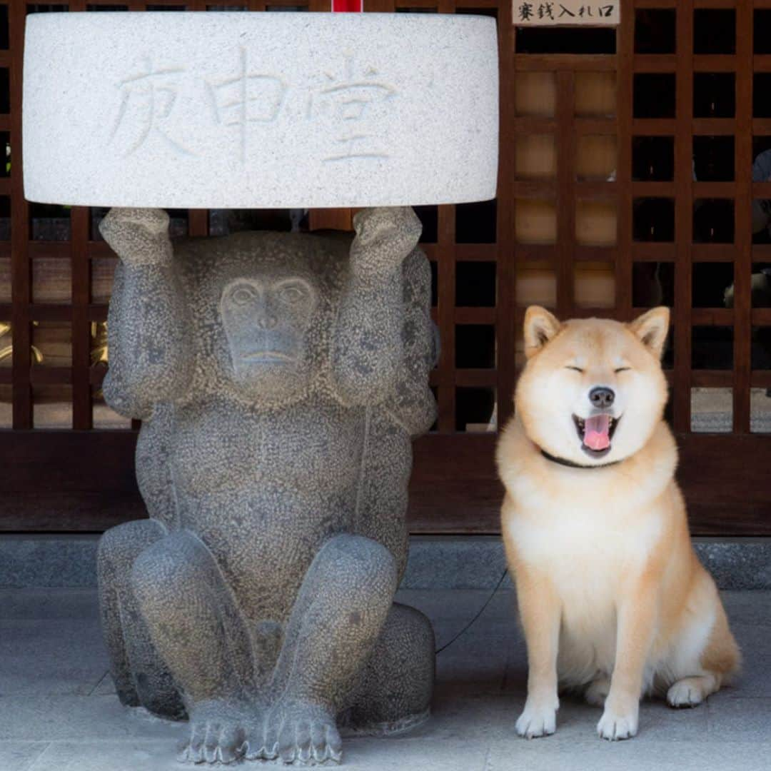 まる（まるたろう）さんのインスタグラム写真 - (まる（まるたろう）Instagram)「動物愛護週間にお付き合いわんがと～。今日はまるとパパから、まじめなメッセージをお届けするね。 犬にやさしく、人にやさしい社会へ 一度その毛皮に触れたら、一度でもそのあたたかい体温を感じたら、そのまっすぐにあなたの目を見るわんこにはやさしい無垢な感情があることを知るでしょう。忙しい日でも、悲しい日でも、いつだってそばにいてくれるのはペットと呼ばれる小さな生き物です。たとえ物がなくても、たとえお金がなくても、彼らはその存在だけであなたの生活を潤し、自分以上にあなたを愛してくれます。今日という一日の終わりに、そっとなでてあげましょう。たったそれだけで気持ちは伝わります。 ヒト科動物はいつも、いつも動物に助けられています。その数だけ、いや、それ以上にお返しをしよう。  We hope the world become dog-friendly and kind to other people. Once you touch their fluffy fur, once you feel their warmth, you can see that dogs are purely innocence. No matter how little money and how few possessions you own, having a dog makes you rich. A dog is the only thing on earth that loves you more than he loves himself. Do feel happiness by touching your warm animal partner at the end of a day. Human being is always saved our lives by dogs, cats and gentle animals. Now, it's time to return the favor. #動物愛護週間 #お付き合いわんがとう」9月26日 10時06分 - marutaro