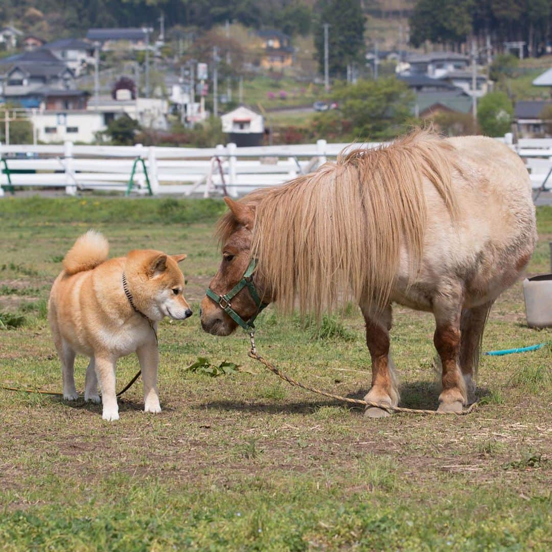 まる（まるたろう）さんのインスタグラム写真 - (まる（まるたろう）Instagram)「動物愛護週間にお付き合いわんがと～。今日はまるとパパから、まじめなメッセージをお届けするね。 犬にやさしく、人にやさしい社会へ 一度その毛皮に触れたら、一度でもそのあたたかい体温を感じたら、そのまっすぐにあなたの目を見るわんこにはやさしい無垢な感情があることを知るでしょう。忙しい日でも、悲しい日でも、いつだってそばにいてくれるのはペットと呼ばれる小さな生き物です。たとえ物がなくても、たとえお金がなくても、彼らはその存在だけであなたの生活を潤し、自分以上にあなたを愛してくれます。今日という一日の終わりに、そっとなでてあげましょう。たったそれだけで気持ちは伝わります。 ヒト科動物はいつも、いつも動物に助けられています。その数だけ、いや、それ以上にお返しをしよう。  We hope the world become dog-friendly and kind to other people. Once you touch their fluffy fur, once you feel their warmth, you can see that dogs are purely innocence. No matter how little money and how few possessions you own, having a dog makes you rich. A dog is the only thing on earth that loves you more than he loves himself. Do feel happiness by touching your warm animal partner at the end of a day. Human being is always saved our lives by dogs, cats and gentle animals. Now, it's time to return the favor. #動物愛護週間 #お付き合いわんがとう」9月26日 10時06分 - marutaro