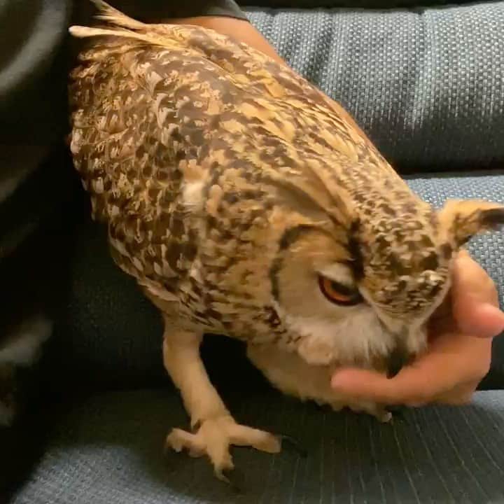 GEN3 Owlのインスタグラム：「ガルーの愛情は飼い主の僕にだけ向けられる。他の人には一切懐かないし、下手したら敵扱い、それくらい愛情が強い。その大きすぎる愛情を受け止めるだけの器量を飼い主の自分が持たねばならないと日々言い聞かせてます。 Garu's love is directed only at me.  He doesn't look at others and sometimes thinks of them as enemies.  He has that much love.  Every day I tell myself that I must have the capacity to accept his overwhelming love. #owl #owlgaru」