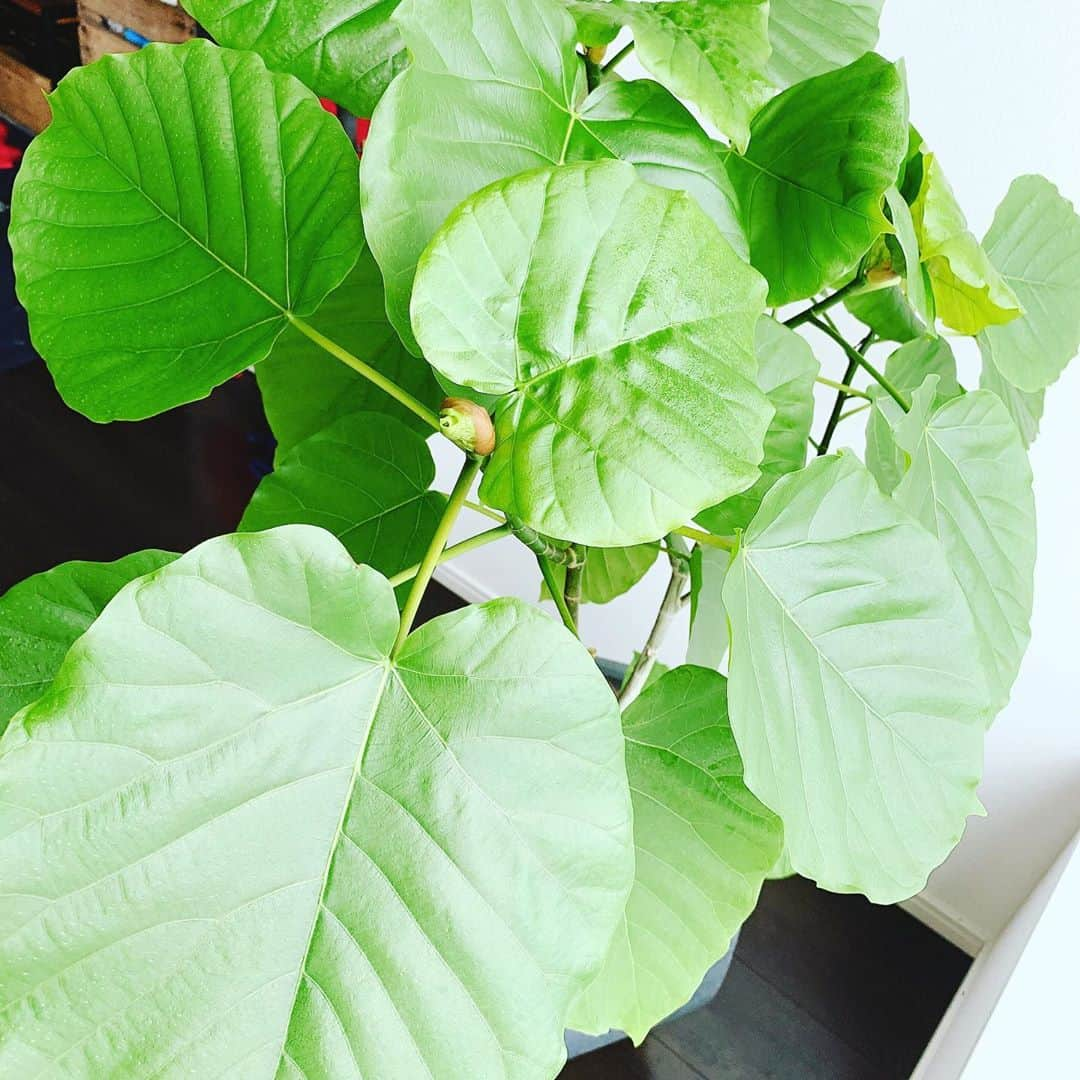 仁田宏和さんのインスタグラム写真 - (仁田宏和Instagram)「新しく仲間になった我が家の 植物くんが 恐ろしく成長してる！！！  #観葉植物  #観葉植物のある暮らし」9月26日 10時20分 - nitty0311