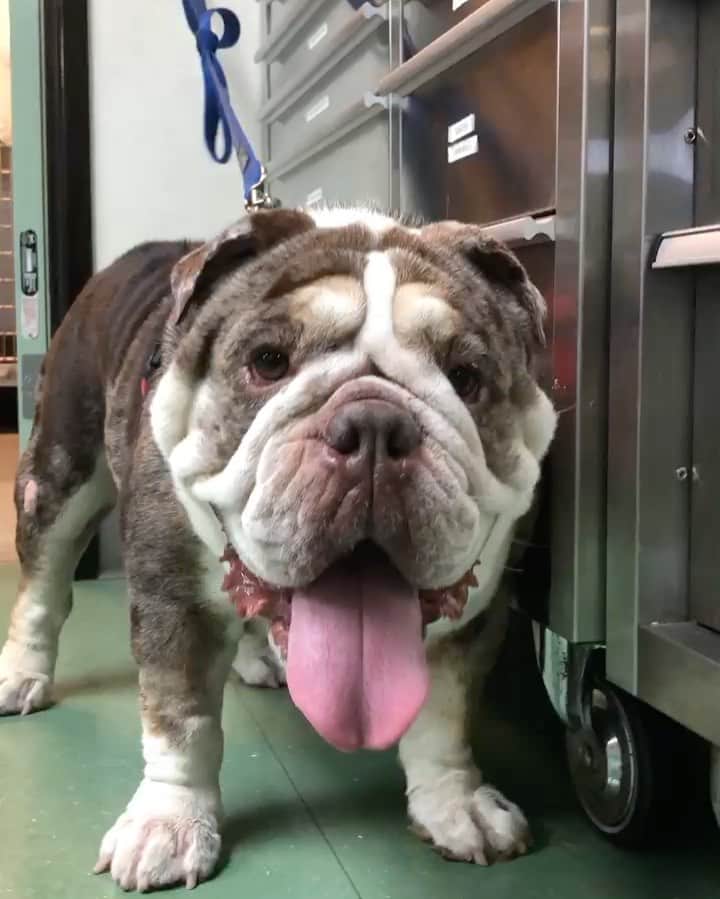 Bodhi & Butters & Bubbahのインスタグラム：「Friday’s are for #rescue puppies!!! Help me #welcome Beans to the @rescuelovebulldogs family 🥰  . . This 2yr old #baby still needs to be fixed up before he’s ready to #adopt 💗 but he’s in the right hands now 💗 . . Want to help? Follow the link in my bio to #donate or apply to #foster or adopt 🥰  . . . . #babyboy #sweet #heart #bulldog #love #puppy #smile #adoptdontshop #bestoftheday #rescuedogsofinstagram #dogsofinstagram #positivevibes #friday #night #dog #life」