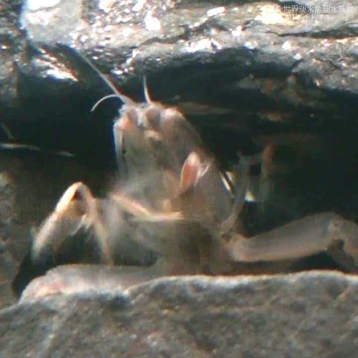 世界淡水魚園水族館 アクア・トト ぎふのインスタグラム：「アフリカンロックシュリンプが、ハサミあしにあるふさ状の毛でエサを集めていました。  #アクアトト #アクアトトぎふ #アクアトト岐阜 #水族館#aquarium#Africangiantshrimp#Atyagabonnensis」