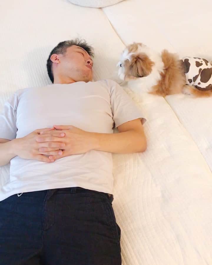水嶋はちのインスタグラム：「What do you have the most fun doing? 🐶It's a lot of fun to be with daddy!! * * ボクはパパに遊んでもらっているときが いちばん幸せです🐶💖 * パパとの遊びはたのしさが推力! やっぱり遊びはたのしくないと‼︎ 遊びであっても自分たちなりのこだわりや工夫を加えた上で自分たちにしか出来ない遊びに仕上げると、すごくすごくたのしい遊びになります😆 今朝の遊びのポイントは、「大好きだー」という愛犬への想いを吹き込みながらやることです😆🐶💛 * * みなさん、いつも、はちを見ていただき ほんとうにありがとうございます❤️ * * #はち #HACHI #シーズー大好き部 #はちとパパシリーズ」