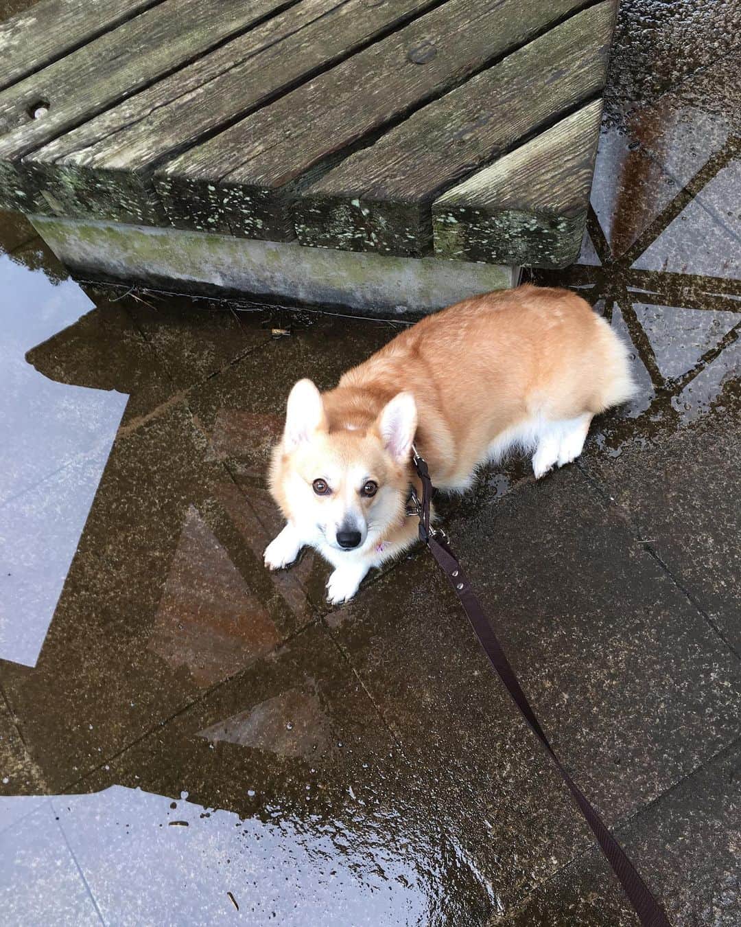 maggydaisyのインスタグラム：「_  水溜りの上でフセるの、やめてーーー  #maggydaisymore20200926 #corgi #コーギー #犬のいる暮らし #里親」