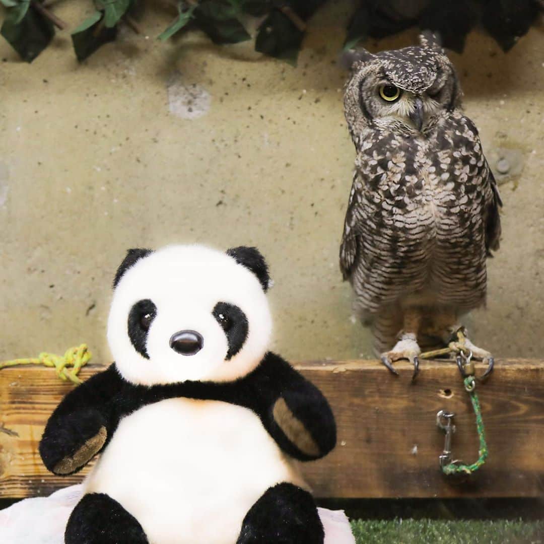 アトレ上野（atre ueno）さんのインスタグラム写真 - (アトレ上野（atre ueno）Instagram)「"上野駅から徒歩3分のフクロウの巣カフェに遊びにきたよ🐾 ここはドリンクを楽しみながらフクロウと触れ合えるカフェなんだ🦉💕 世界中のめずらしいフクロウたちや、ナマケモノ、ハリネズミやミニブタもいて、まるで動物園みたいなカフェだったよ❗️ スタッフのお姉さんがフクロウの触れ合い方を丁寧に教えてくれるから安心して楽しめるよ✨みんなも遊びに行ってみてね🎵"  "Here is a owl cafe called “Owl Nest Cafe”🐾 It’s just 3 minutes walk from Ueno station. You can touch owls and have drinks there🦉💕 It’s like a zoo cafe. There are not only owls but also sloths, hedgehogs, and mini bigs❗️ The staff teaches how to touch owls so you don’t need to worry✨ Please come visit them♫"  "今天來從上野站走路3分鐘的「貓頭鷹巢咖啡廳」玩了🐾 這裡是可以邊喝飲料邊跟貓頭鷹玩的咖啡廳🦉💕 不僅僅有世界珍貴品種的貓頭鷹，這裡還還有樹懶，刺蝟，小豬，簡直像動物園似的咖啡廳❗️ 店員小姐會教你怎麼摸貓頭鷹，所以你們能安心的跟它們玩✨大家一定要去玩喔🎵"  #上野 #アトレ上野 #アトレ #atre #atreueno #パンダ #上野パンダ #上野散策 #熊猫 #東京観光 #PANDA #🐼 #ueno #tokyotour #ぬい撮り #フクロウの巣カフェ #owlnestcafe #ふくろうカフェ #フクロウカフェ #アニマルカフェ #動物カフェ #owlcafe #owlcafetokyo #animalcafe #animalcafe #上野カフェ #東京カフェ #上野駅 #上野デート #上野観光」9月26日 11時34分 - atre.ueno