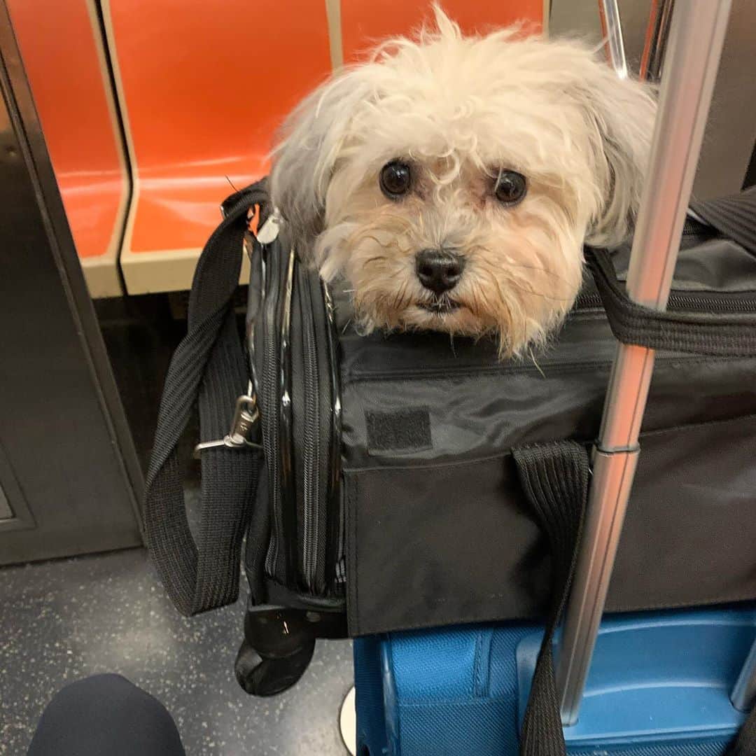 ヘレン・マロウリスさんのインスタグラム写真 - (ヘレン・マロウリスInstagram)「It’s been one year and it’s still puppy love 😏💕🐶. Also love traveling with @chip_doggy 99% of the time he’s a good boy!! #doglover #chipdoggy #trainride #travel #dog #puppy #puppylove #friendship」9月26日 12時01分 - helen_maroulis